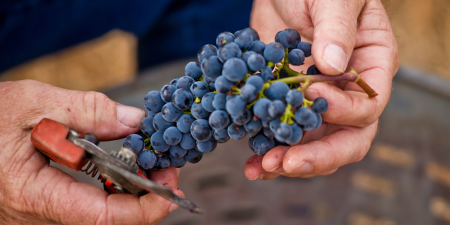 What makes a wine vegan? (And why unfiltered is better)