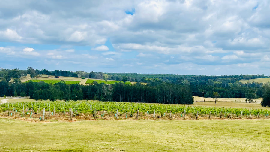 Sponsor a Vine - Founders Club-Membership-Gruppetto Vino