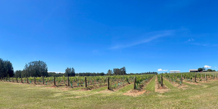 Sponsor a Vine - Founders Club-Membership-Gruppetto Vino